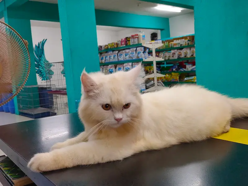 Pet hub, photo 4