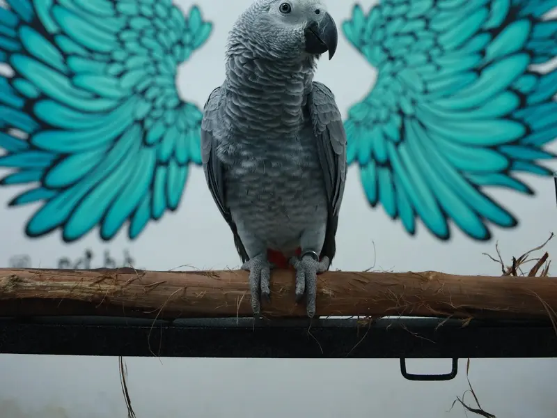 Pet hub, photo 5