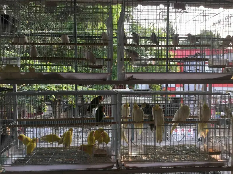 PET AVIARIES, photo 2