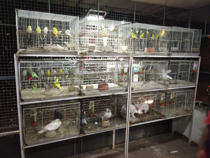 PET AVIARIES, photo 4