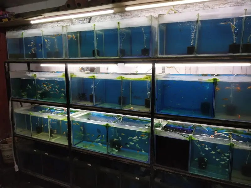 PET AVIARIES, photo 5