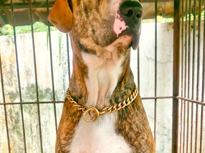 Ultra K9 Academy, Since 2002, photo 5