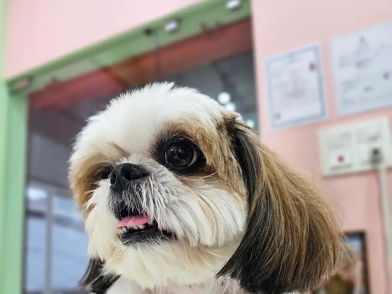 Furberry by April's Pet Care, photo 2
