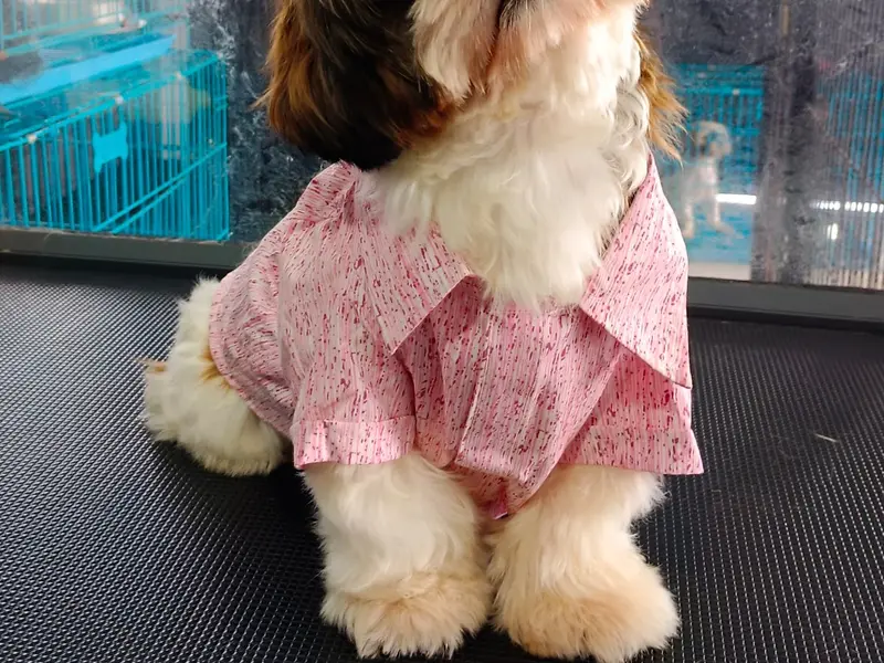Royal Kennel Services, photo 2