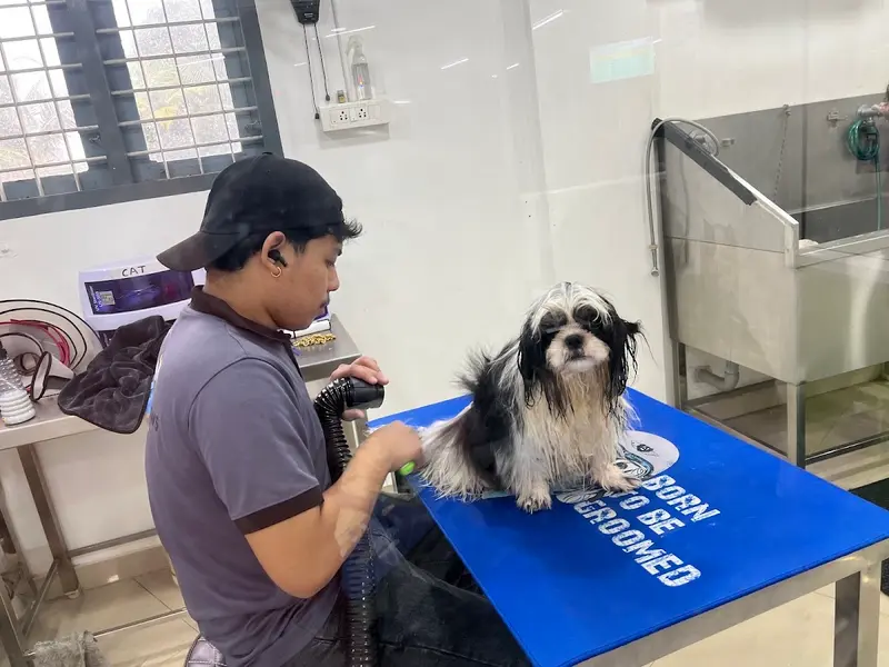 Betterpaws, photo 5