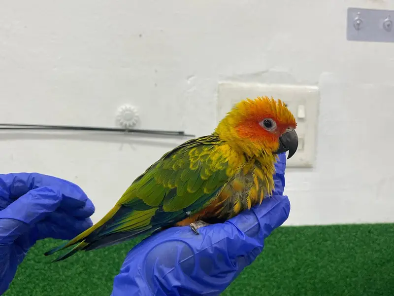 PET TRUST CAT & EXOTIC PET SPECIALITY HOSPITAL, photo 3