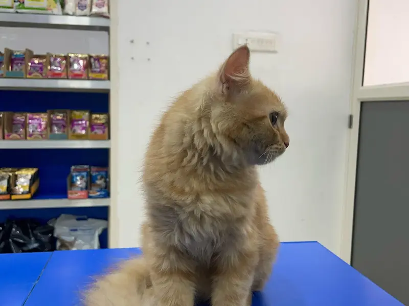 PET TRUST CAT & EXOTIC PET SPECIALITY HOSPITAL, photo 4