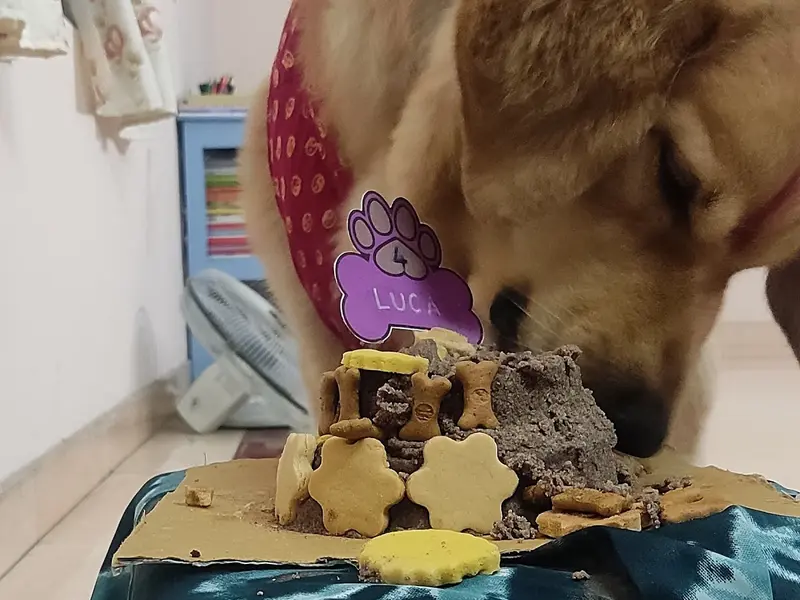 Hooch & Bailey's Barkery. Homemade Dog bakery kochi, photo 3