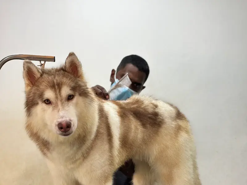 Doggy's Wonderland, photo 4