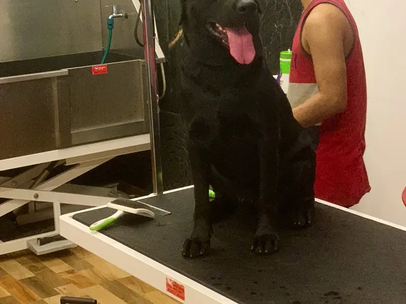 D-Town Pet Store & Grooming, photo 3