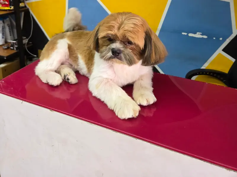 D-Town Pet Store & Grooming, photo 4