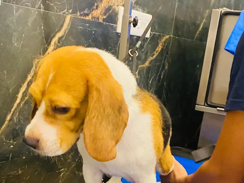 D-Town Pet Store & Grooming, photo 5