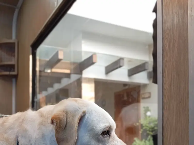 Masterpet Kochi – Pet Store, Pet Grooming and At-Home Mobile Grooming, photo 4