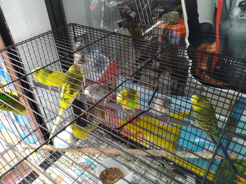 SKV PET NEEDS, photo 3