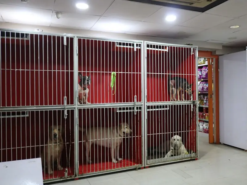 Paws Avenue, photo 5