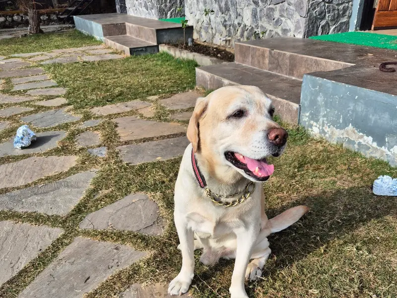 Care For Pets[Cat and Dog creche], photo 3