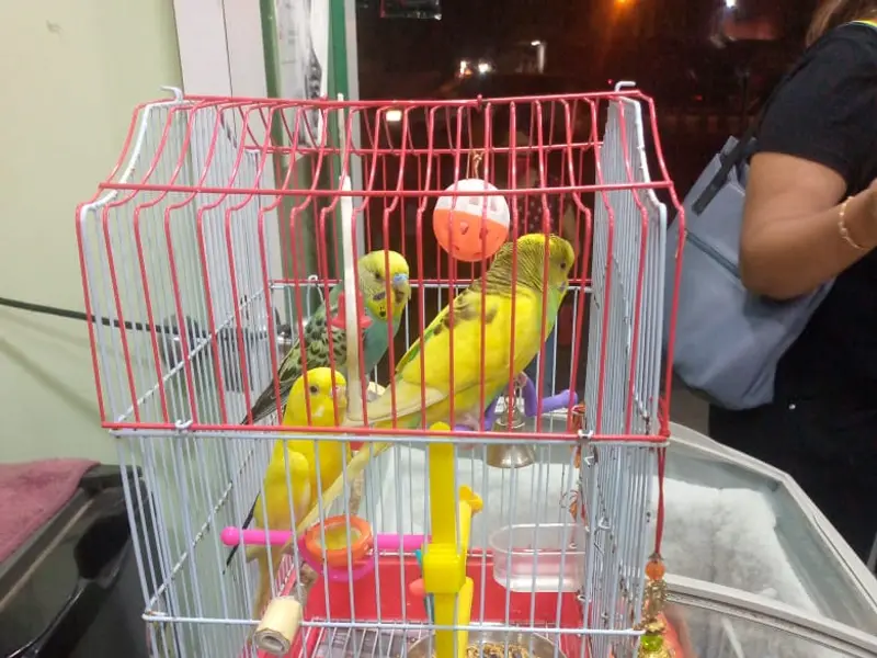 MKS PET CAREE, photo 2