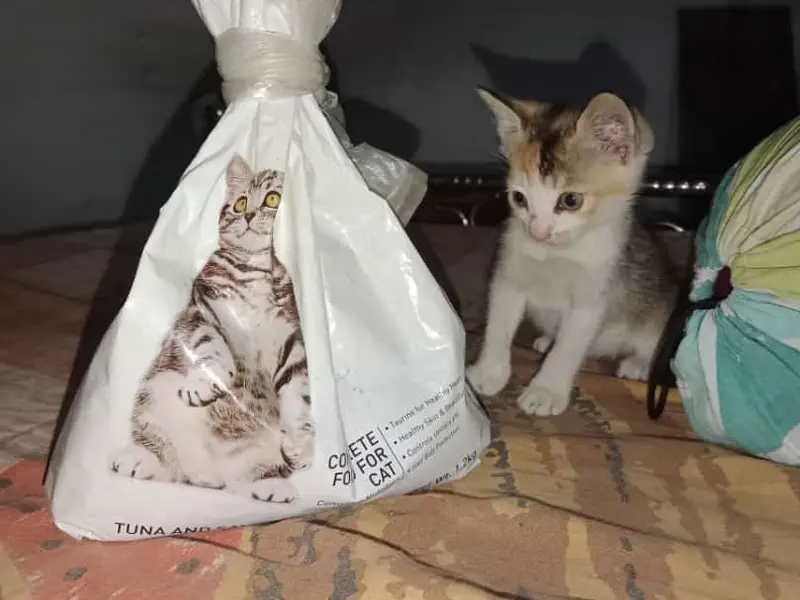 MKS PET CAREE, photo 5