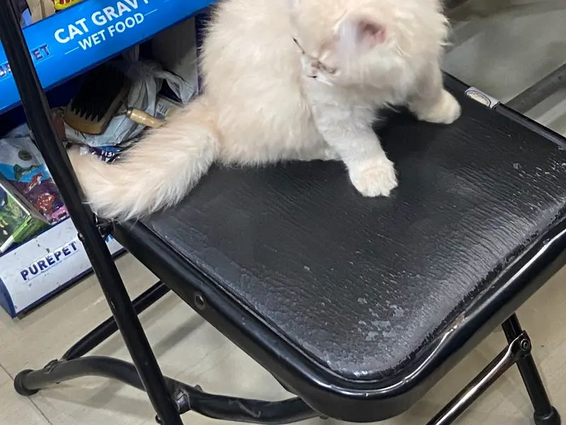 Pet's Kingdom ||Pet shop in Baguiati||food,medicine,accessories||Veterinary Doctors also available||, photo 5