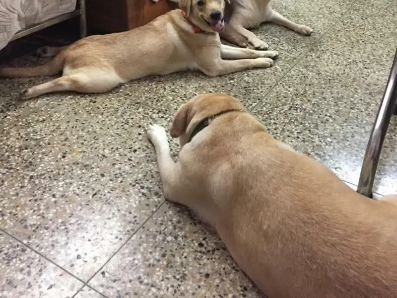 Vicky Dona Dog Creche & Pet Shop, photo 2