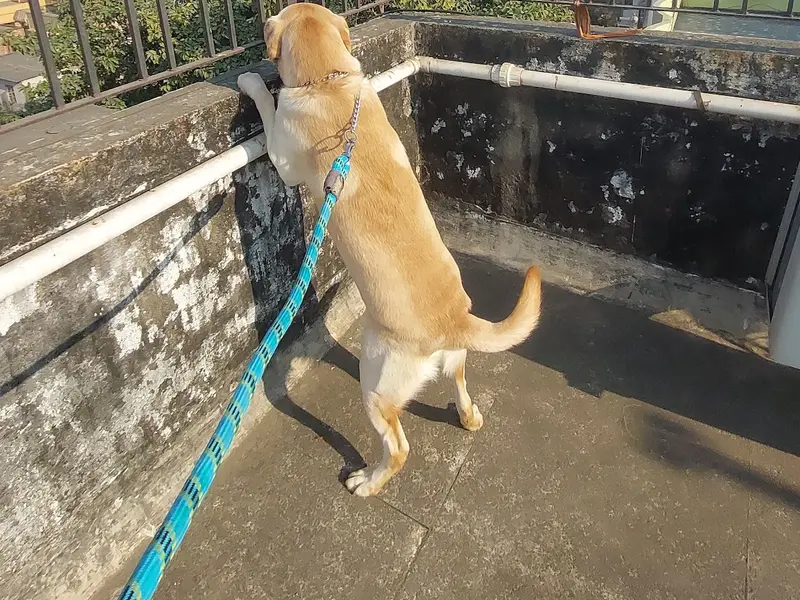 Vicky Dona Dog Creche & Pet Shop, photo 5
