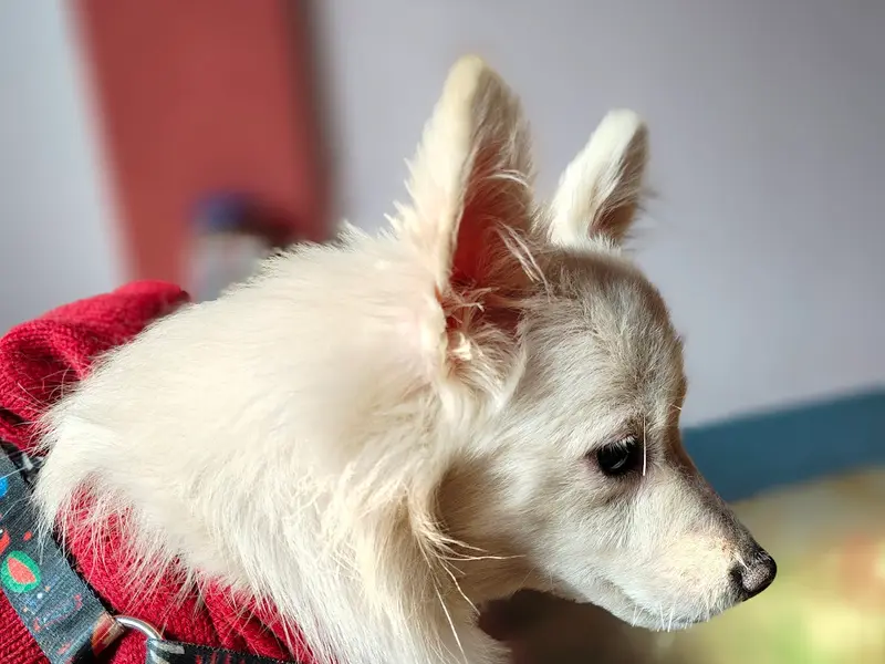 Archita's Dog Creche, photo 2