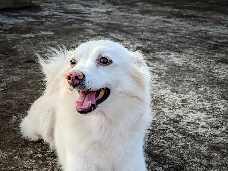Archita's Dog Creche, photo 5