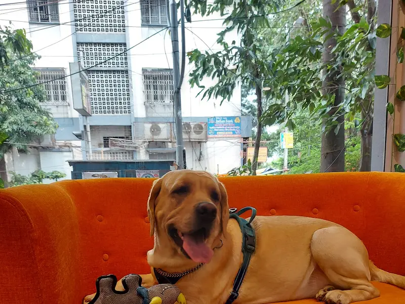 Heads Up For Tails Pet Store & Spa - Southern Avenue, Kolkata, photo 3