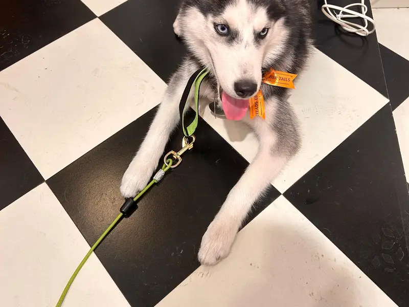 Heads Up For Tails Pet Store & Spa - Southern Avenue, Kolkata, photo 4