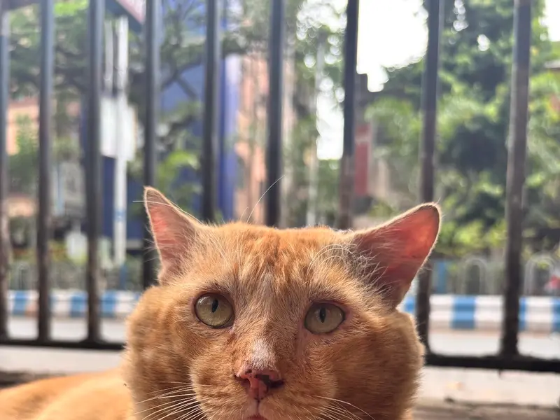 The Vet Pharma - Veterinary pharmacy & Pet store, photo 4