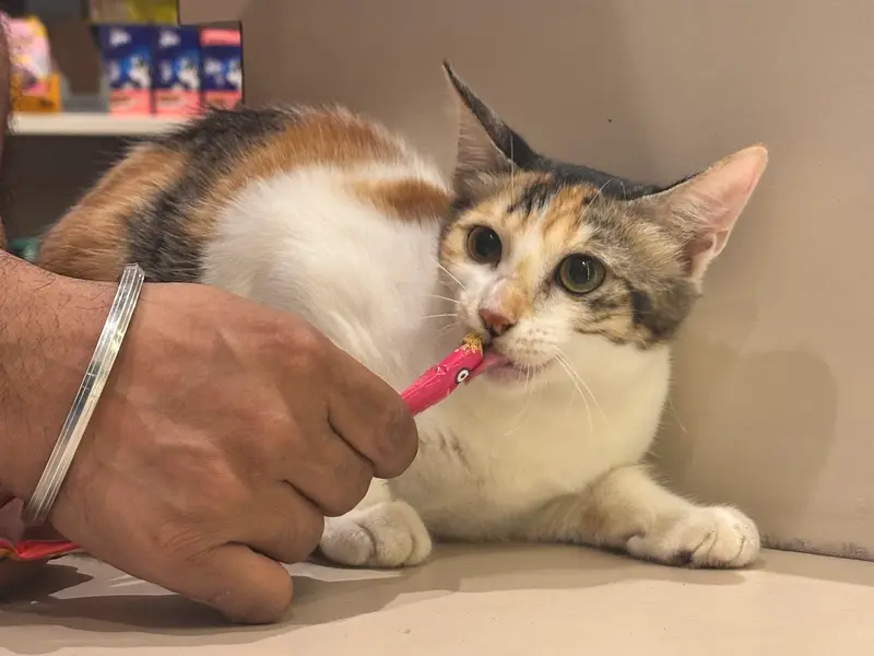 The Vet Pharma - Veterinary pharmacy & Pet store, photo 5