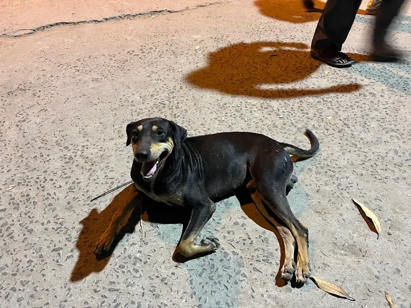 Kolkata Pet Cab, photo 2