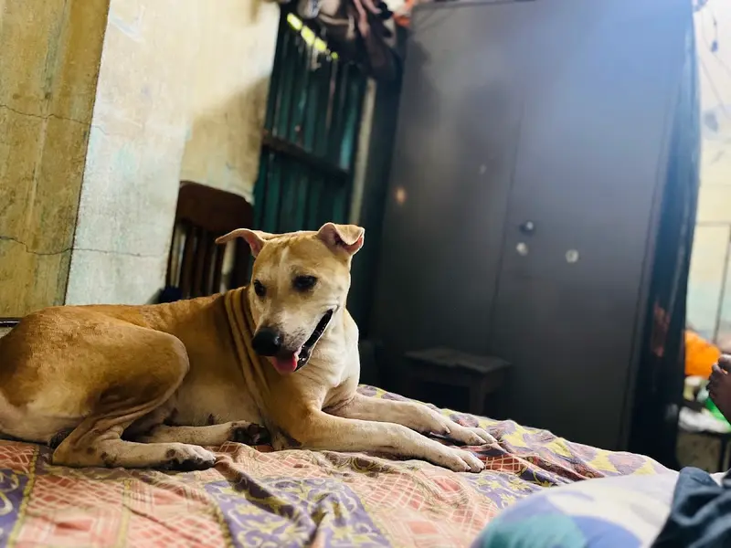 Kolkata Pet Cab, photo 4