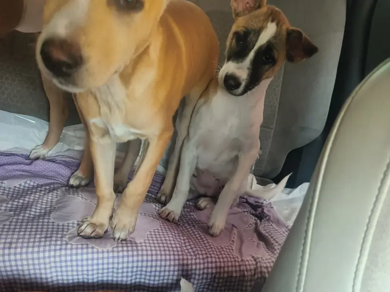 Kolkata Pet Cab, photo 5