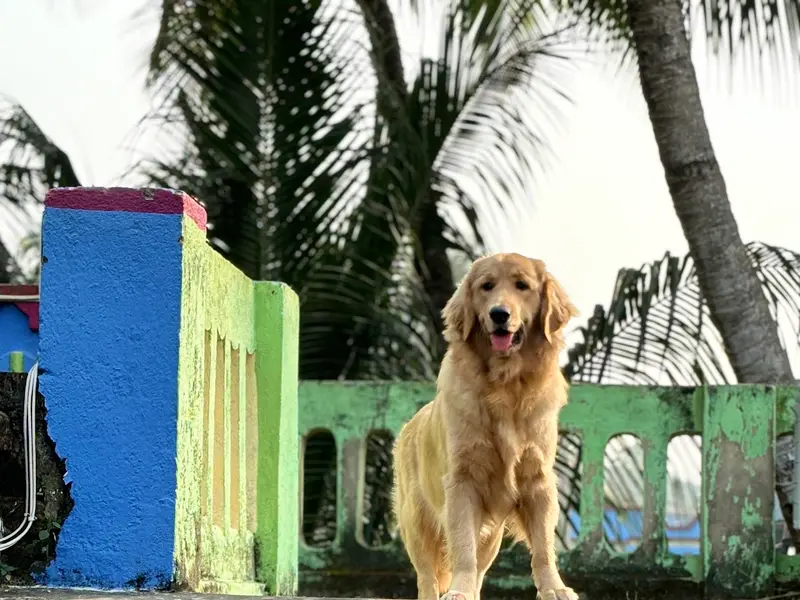 Pet Lovers World, photo 2