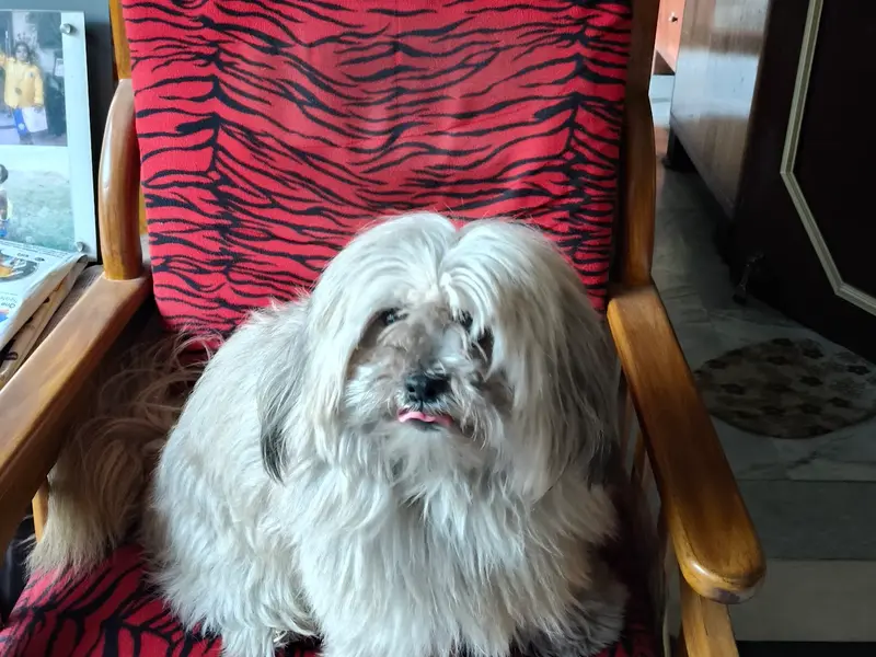 Pink Paws Barasat : Best Pet Shop in Barasat | Pet Accessories | Pet Grooming Services | Pet Salon | Pet Food Supplies, photo 4