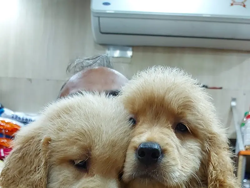 Royal Kolkata Pet Shop, photo 3