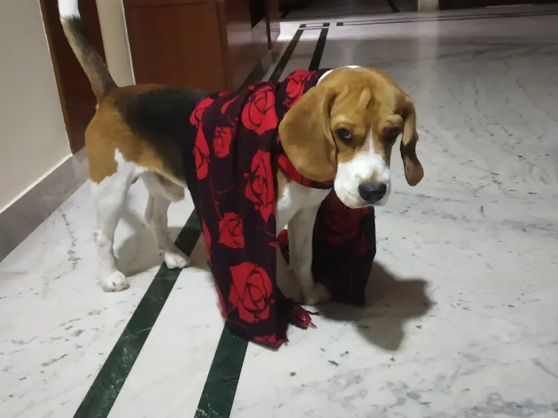Dog Mama Bari - Training , Grooming , creche services and worker, photo 2