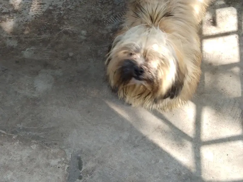 Dog Mama Bari - Training , Grooming , creche services and worker, photo 3