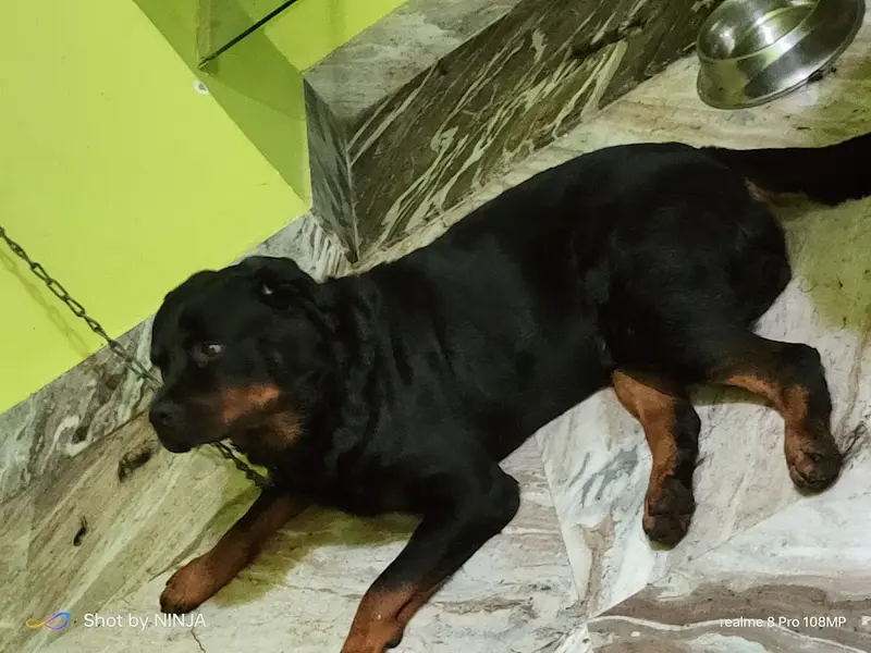 Dog Mama Bari - Training , Grooming , creche services and worker, photo 4