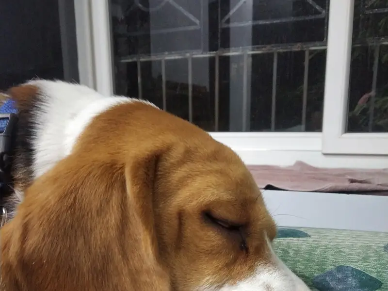 Dog Mama Bari - Training , Grooming , creche services and worker, photo 5