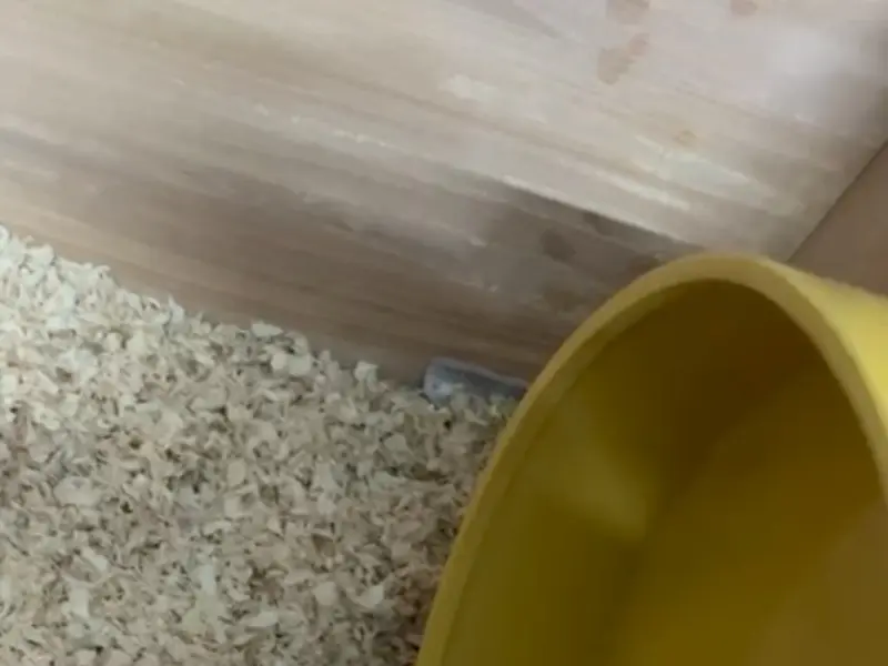 Hammy World (Breeder house for hamster & gerbil), photo 3