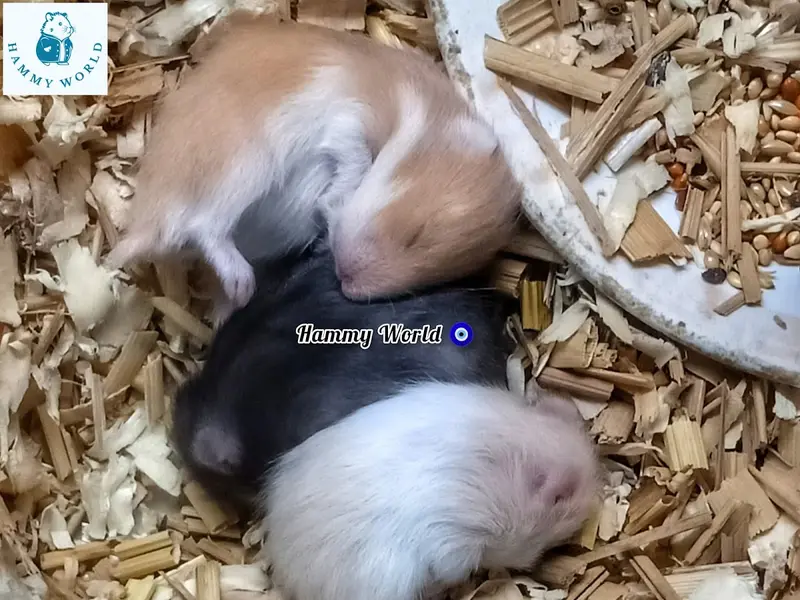 Hammy World (Breeder house for hamster & gerbil), photo 4