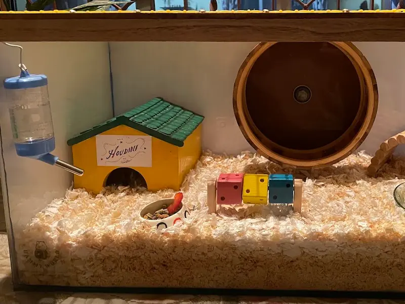 Hammy World (Breeder house for hamster & gerbil), photo 5