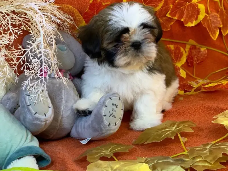 Kolkata Shihtzu and Chihuahua Puppy, photo 2
