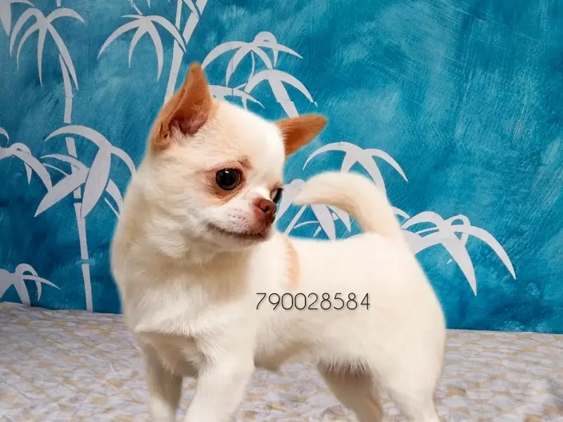 Kolkata Shihtzu and Chihuahua Puppy, photo 3