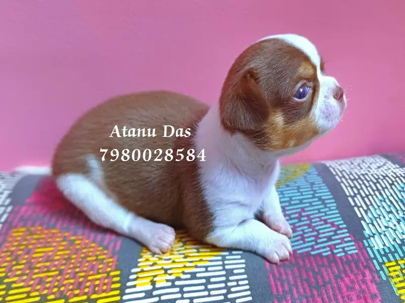 Kolkata Shihtzu and Chihuahua Puppy, photo 4