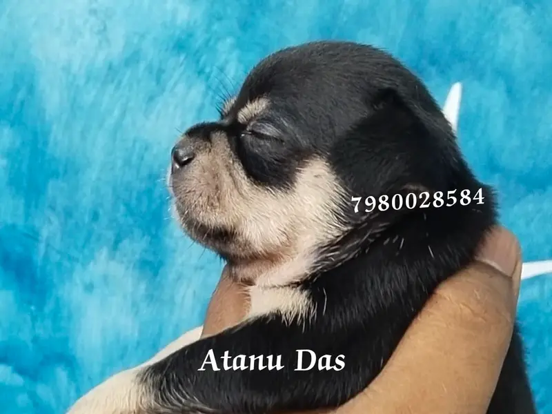 Kolkata Shihtzu and Chihuahua Puppy, photo 5