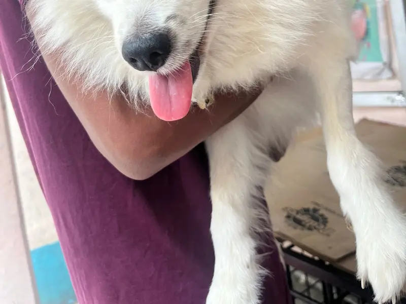 Pet Lovers Clinic, photo 2