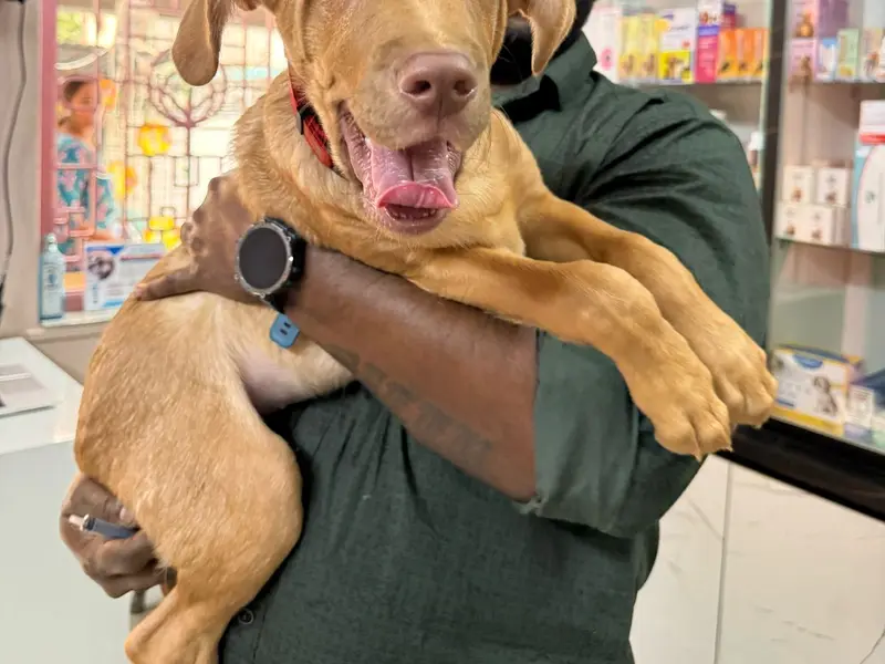 Pet Lovers Clinic, photo 3